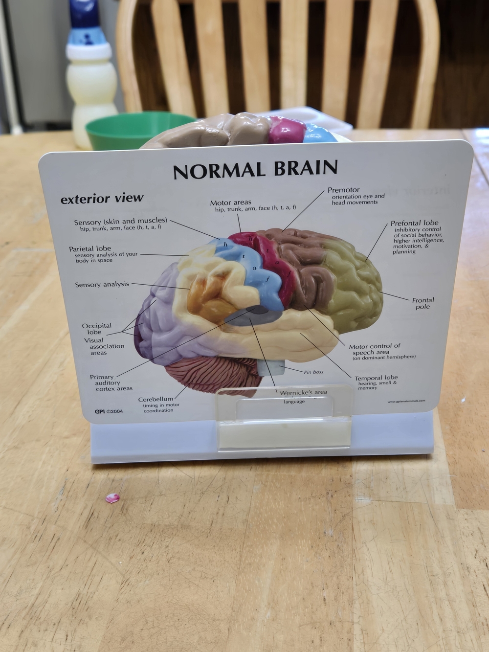 Educational  Brain Model - Multicolor - Picture 3 of 8